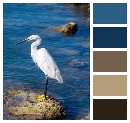 Great Egret Heron Bird Image